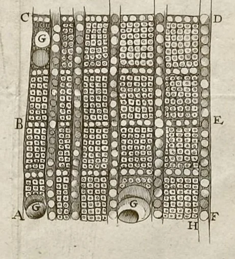 An illustration from Leeuwenhoeks werken, 1684, leaf 32
