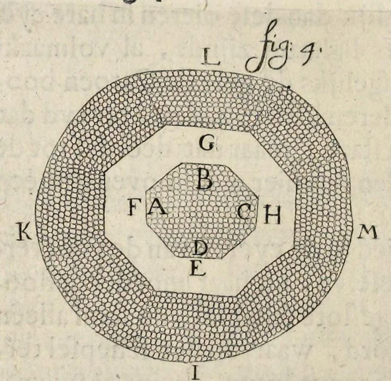 An illustration from Leeuwenhoeks werken, 1684, leaf 421
