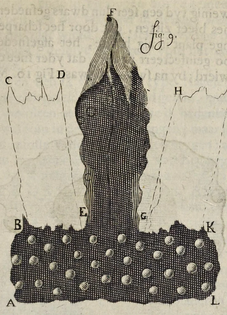 An illustration from Leeuwenhoeks werken, 1684, leaf 426