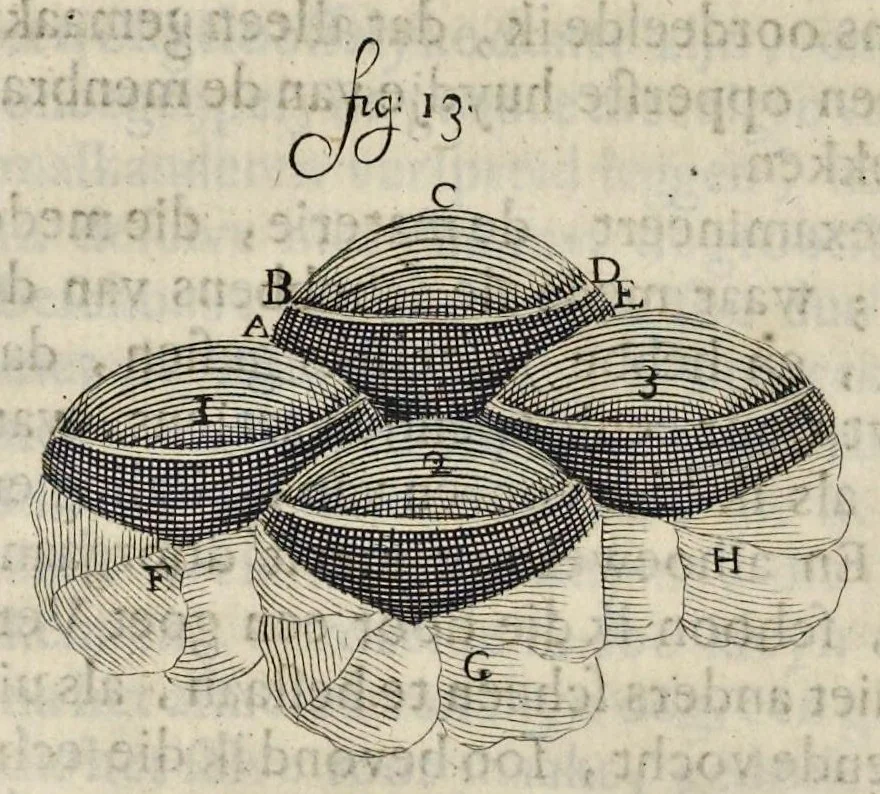 An illustration from Leeuwenhoeks werken, 1684, leaf 447