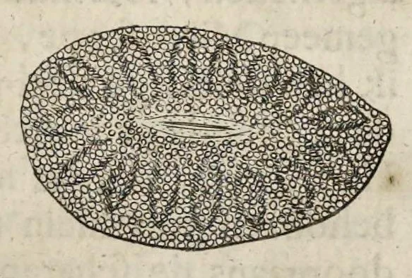 An illustration from Leeuwenhoeks werken, 1684, leaf 52