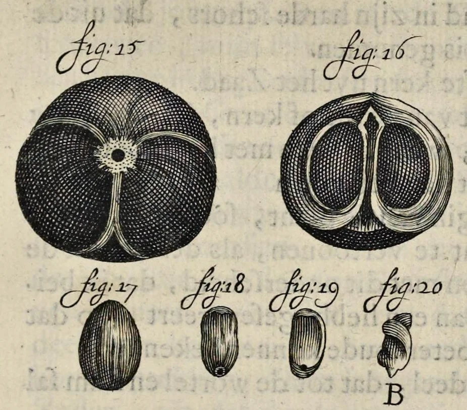 An illustration from Leeuwenhoeks werken, 1684, leaf 532