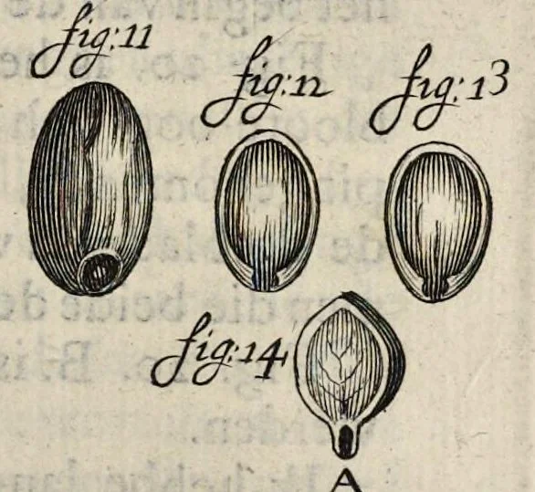 An illustration from Leeuwenhoeks werken, 1684, leaf 532