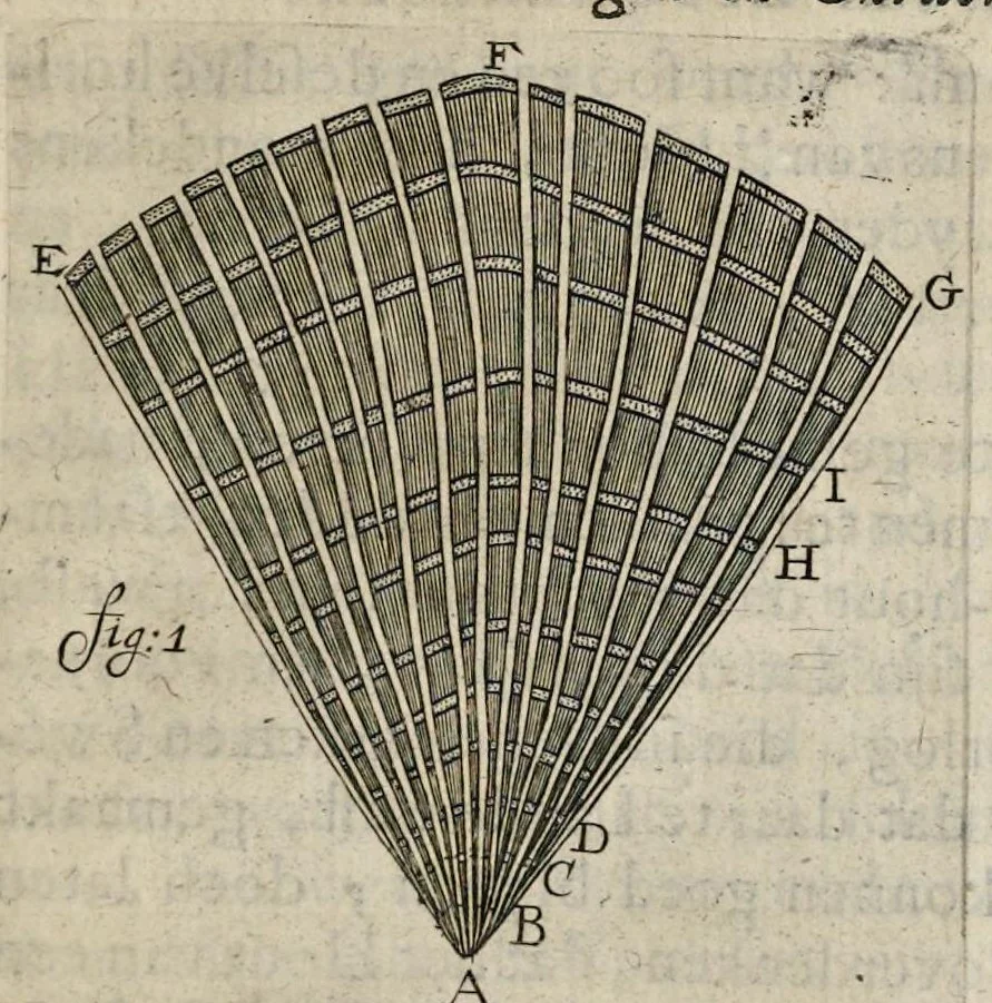 An illustration from Leeuwenhoeks werken, 1684, leaf 564