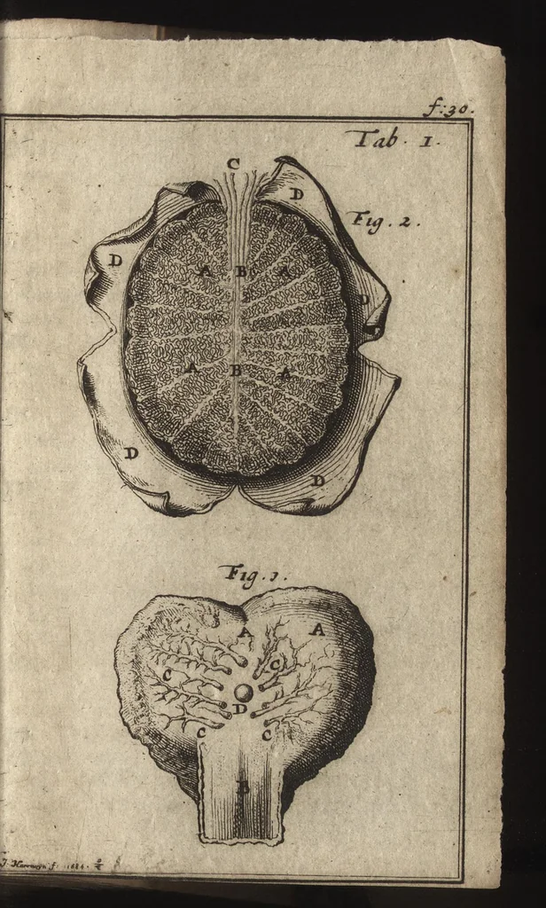 An illustration from Venus belegert en ontset : zynde een verhandelinge van de pokken, en des selfs toevallen, van druipers, chankers, klap-ooren, Spaanse kragen, sand-klooten, cordeé uitwasschen, enz. : met een zekere en grondige genezinge : steunende op de Cartesiaanse philosophie, en het sondigende suur en sout, 1696, leaf 42