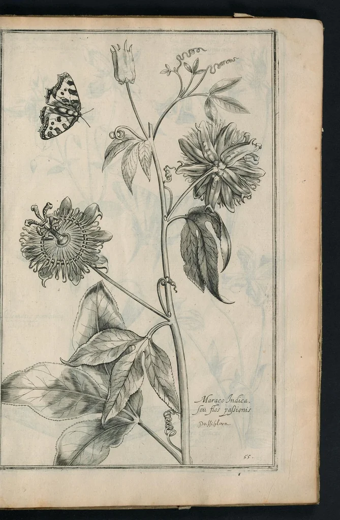 An illustration from Theatrum Florae : in quo ex toto orbe selecti mirabiles, venustiores ac praecipui flores tanquam ab ipsus deae sinu proferuntur, 1633, leaf 112