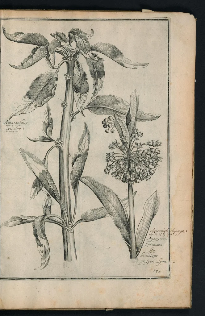 An illustration from Theatrum Florae : in quo ex toto orbe selecti mirabiles, venustiores ac praecipui flores tanquam ab ipsus deae sinu proferuntur, 1633, leaf 128