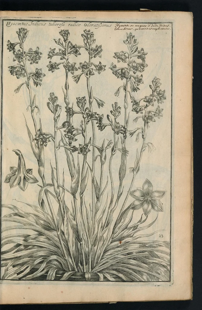 An illustration from Theatrum Florae : in quo ex toto orbe selecti mirabiles, venustiores ac praecipui flores tanquam ab ipsus deae sinu proferuntur, 1633, leaf 48