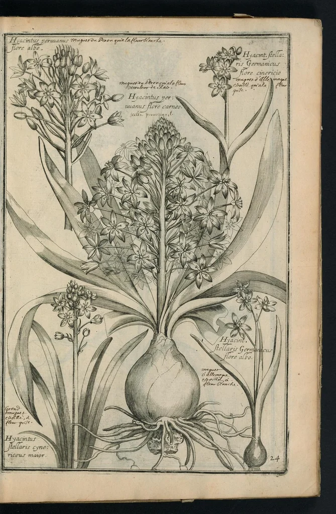 An illustration from Theatrum Florae : in quo ex toto orbe selecti mirabiles, venustiores ac praecipui flores tanquam ab ipsus deae sinu proferuntur, 1633, leaf 50