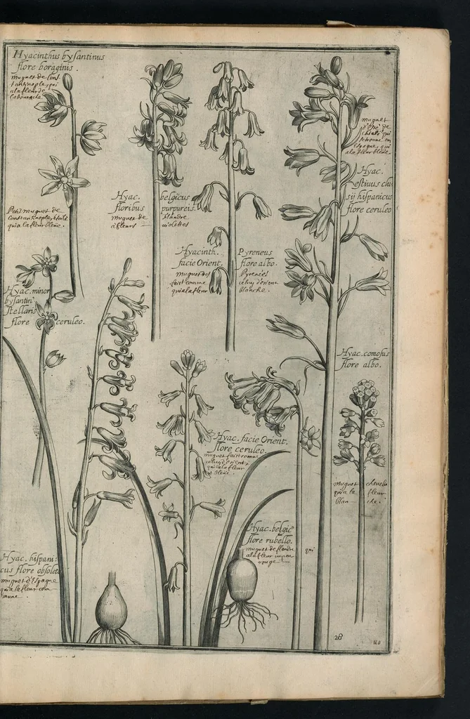 An illustration from Theatrum Florae : in quo ex toto orbe selecti mirabiles, venustiores ac praecipui flores tanquam ab ipsus deae sinu proferuntur, 1633, leaf 58