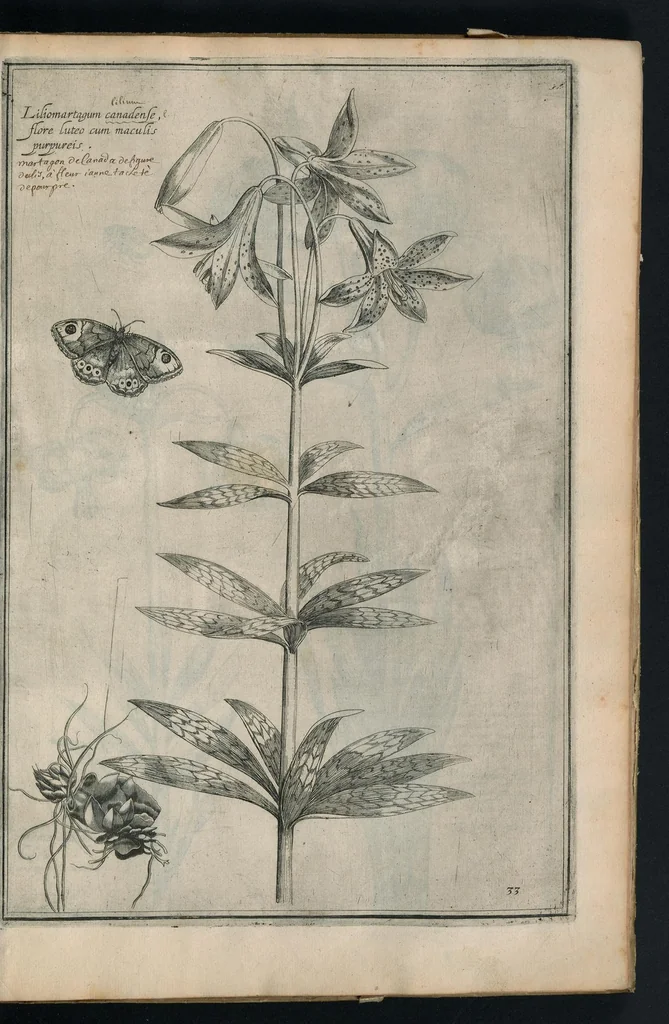 An illustration from Theatrum Florae : in quo ex toto orbe selecti mirabiles, venustiores ac praecipui flores tanquam ab ipsus deae sinu proferuntur, 1633, leaf 68