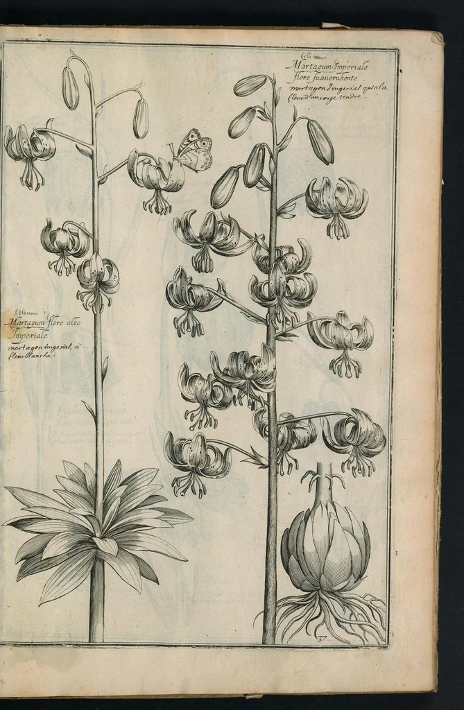 An illustration from Theatrum Florae : in quo ex toto orbe selecti mirabiles, venustiores ac praecipui flores tanquam ab ipsus deae sinu proferuntur, 1633, leaf 76