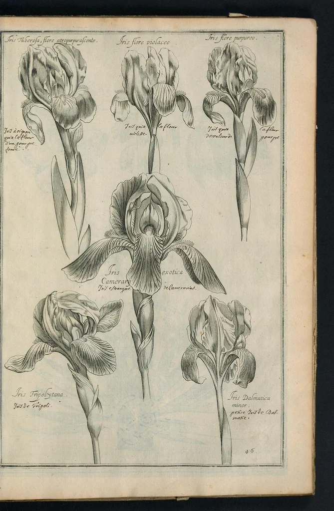 An illustration from Theatrum Florae : in quo ex toto orbe selecti mirabiles, venustiores ac praecipui flores tanquam ab ipsus deae sinu proferuntur, 1633, leaf 94