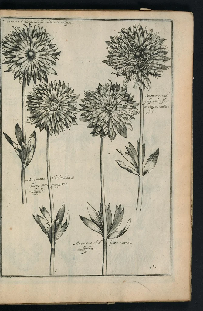 An illustration from Theatrum Florae : in quo ex toto orbe selecti mirabiles, venustiores ac praecipui flores tanquam ab ipsus deae sinu proferuntur, 1633, leaf 98