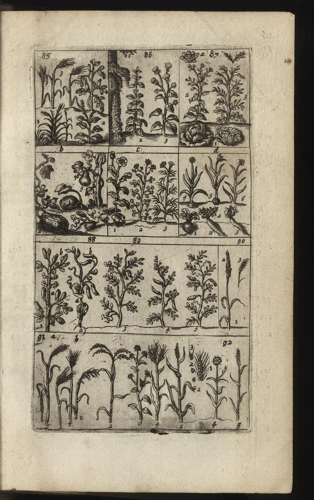 An illustration from Eerste deel der school-geleertheyd, genoemt Het portael : inhoudende de grondtveste der dingen, en onser wijsheyd omtrent de dingen, als mede der latijnschen tael met de moeder-tael ... = Joh. Amos ComenI prima pars Scholasticae eruditionis, dicta vestibulum : continens fundamenta rerum, & nostrae sapientiae circa res, ut & latinae linguae cum vernacula, 1658, leaf 34