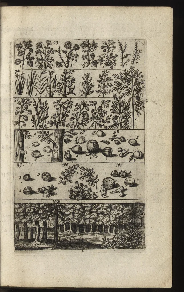 An illustration from Eerste deel der school-geleertheyd, genoemt Het portael : inhoudende de grondtveste der dingen, en onser wijsheyd omtrent de dingen, als mede der latijnschen tael met de moeder-tael ... = Joh. Amos ComenI prima pars Scholasticae eruditionis, dicta vestibulum : continens fundamenta rerum, & nostrae sapientiae circa res, ut & latinae linguae cum vernacula, 1658, leaf 36
