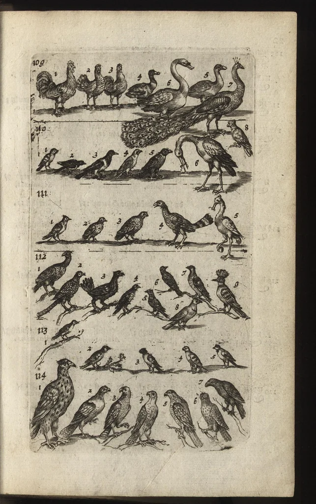 An illustration from Eerste deel der school-geleertheyd, genoemt Het portael : inhoudende de grondtveste der dingen, en onser wijsheyd omtrent de dingen, als mede der latijnschen tael met de moeder-tael ... = Joh. Amos ComenI prima pars Scholasticae eruditionis, dicta vestibulum : continens fundamenta rerum, & nostrae sapientiae circa res, ut & latinae linguae cum vernacula, 1658, leaf 40