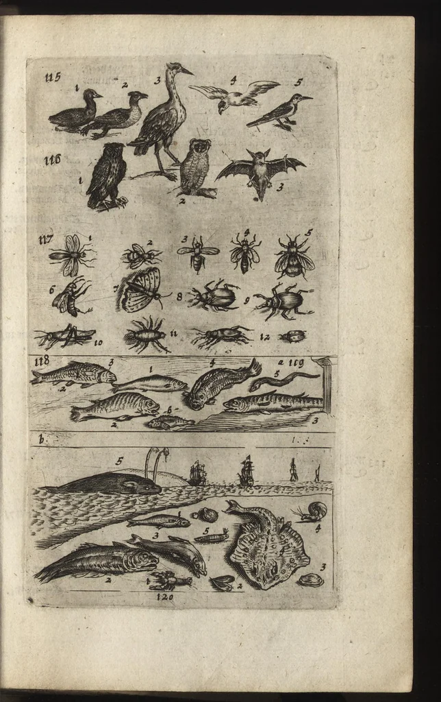 An illustration from Eerste deel der school-geleertheyd, genoemt Het portael : inhoudende de grondtveste der dingen, en onser wijsheyd omtrent de dingen, als mede der latijnschen tael met de moeder-tael ... = Joh. Amos ComenI prima pars Scholasticae eruditionis, dicta vestibulum : continens fundamenta rerum, & nostrae sapientiae circa res, ut & latinae linguae cum vernacula, 1658, leaf 42