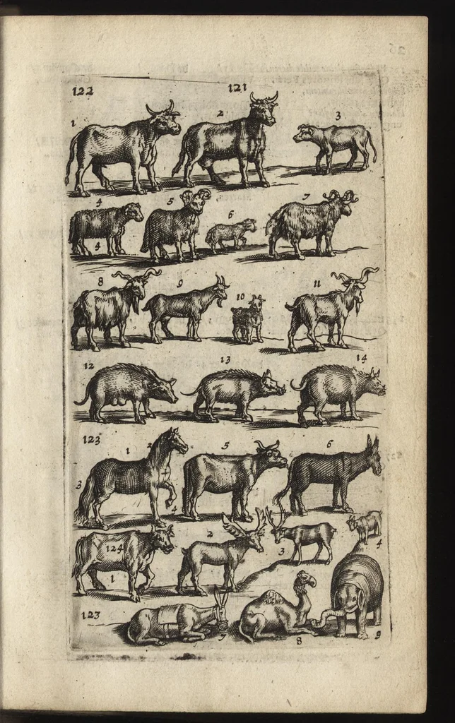 An illustration from Eerste deel der school-geleertheyd, genoemt Het portael : inhoudende de grondtveste der dingen, en onser wijsheyd omtrent de dingen, als mede der latijnschen tael met de moeder-tael ... = Joh. Amos ComenI prima pars Scholasticae eruditionis, dicta vestibulum : continens fundamenta rerum, & nostrae sapientiae circa res, ut & latinae linguae cum vernacula, 1658, leaf 44