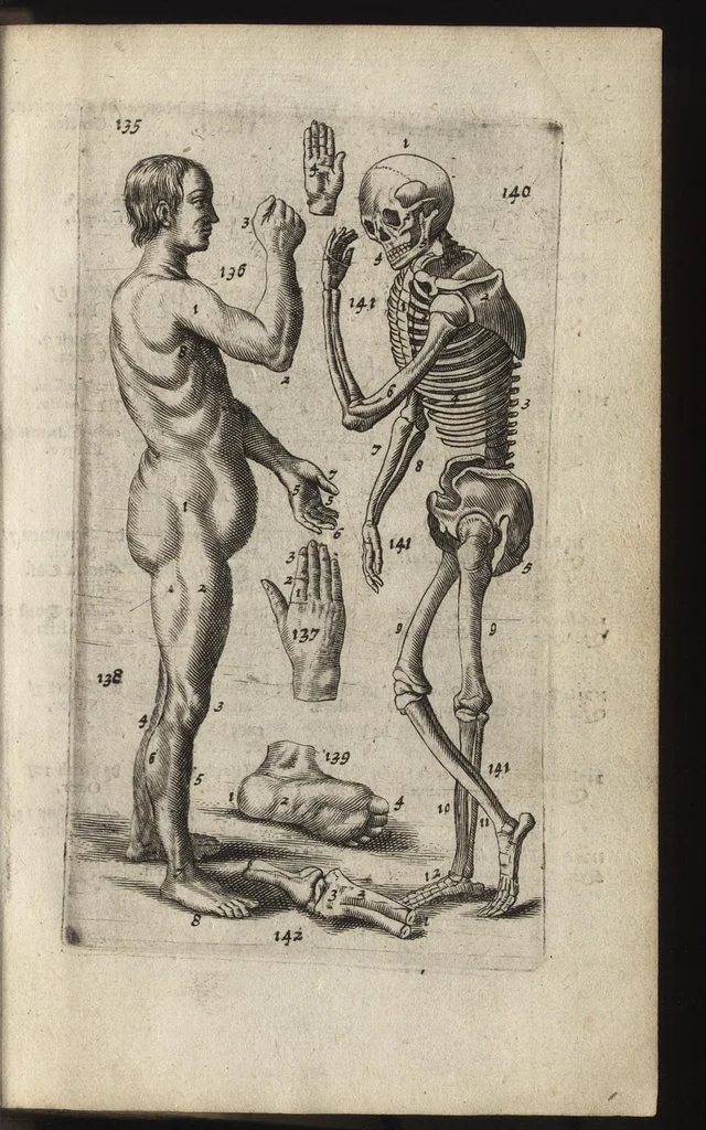 An illustration from Eerste deel der school-geleertheyd, genoemt Het portael : inhoudende de grondtveste der dingen, en onser wijsheyd omtrent de dingen, als mede der latijnschen tael met de moeder-tael ... = Joh. Amos ComenI prima pars Scholasticae eruditionis, dicta vestibulum : continens fundamenta rerum, & nostrae sapientiae circa res, ut & latinae linguae cum vernacula, 1658, leaf 50