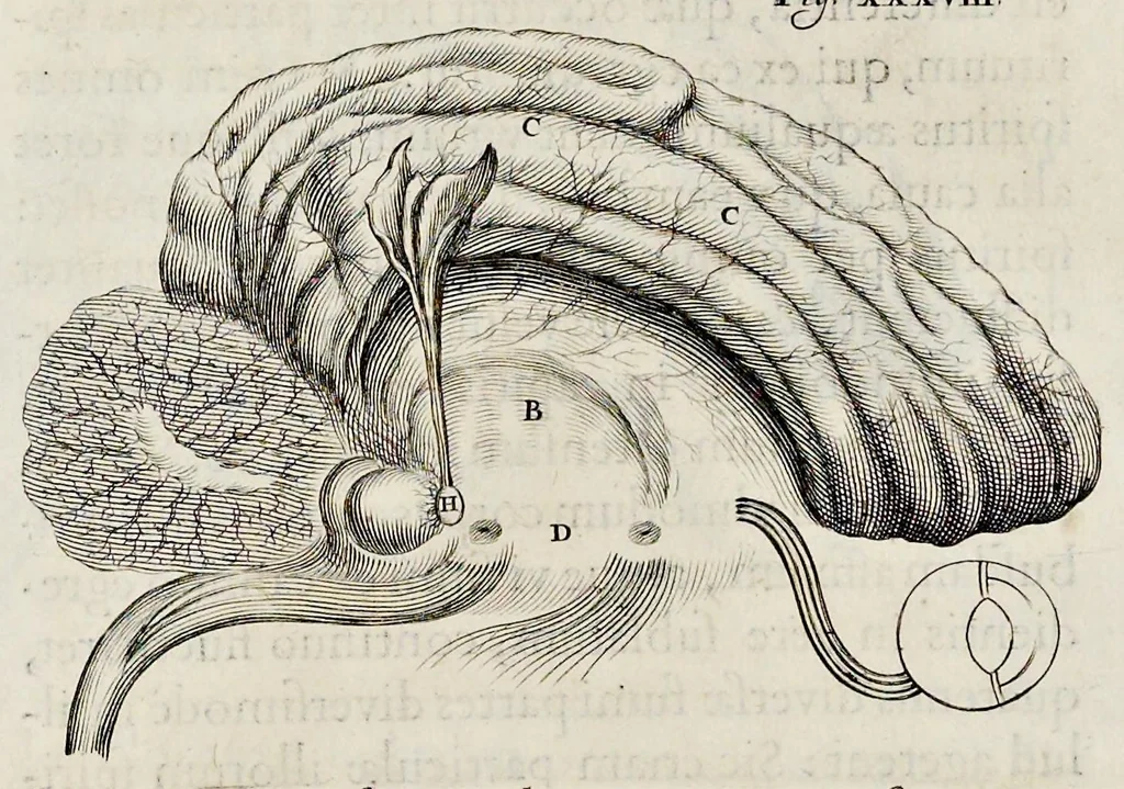An illustration from De homine, 1662, leaf 128