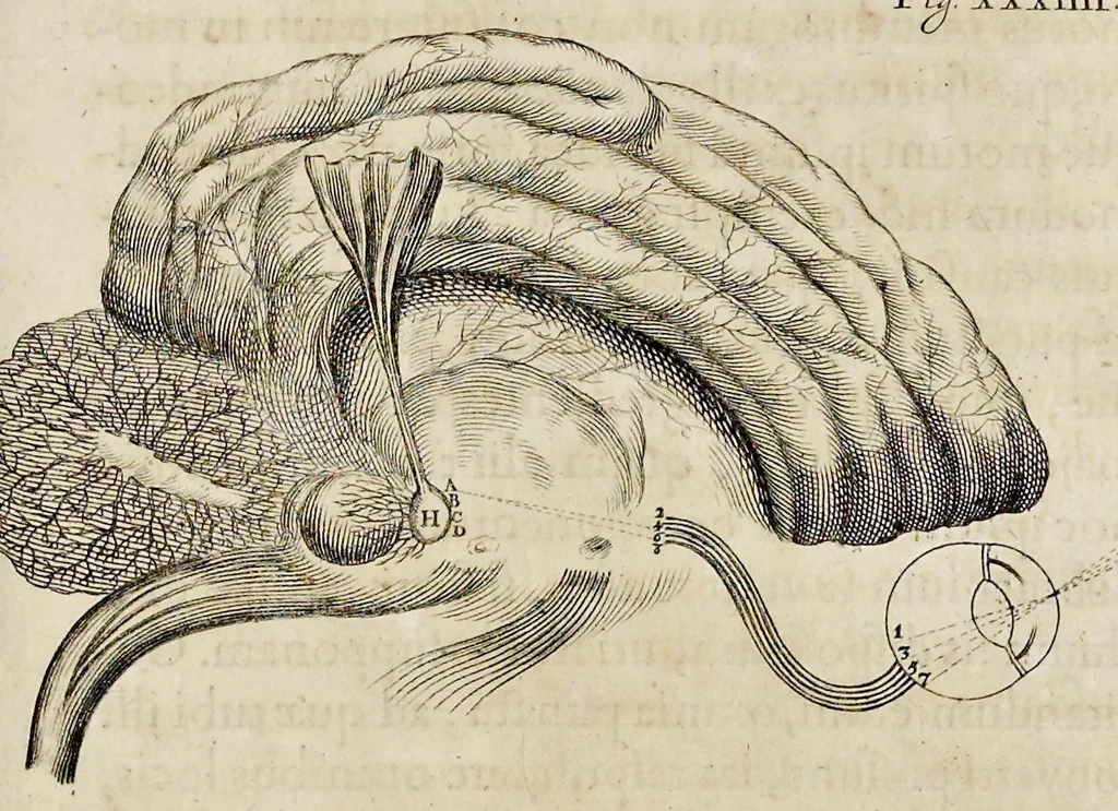 An illustration from De homine, 1662, leaf 130