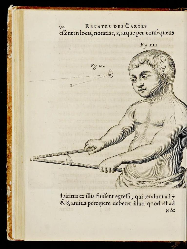 An illustration from De homine, 1662, leaf 135