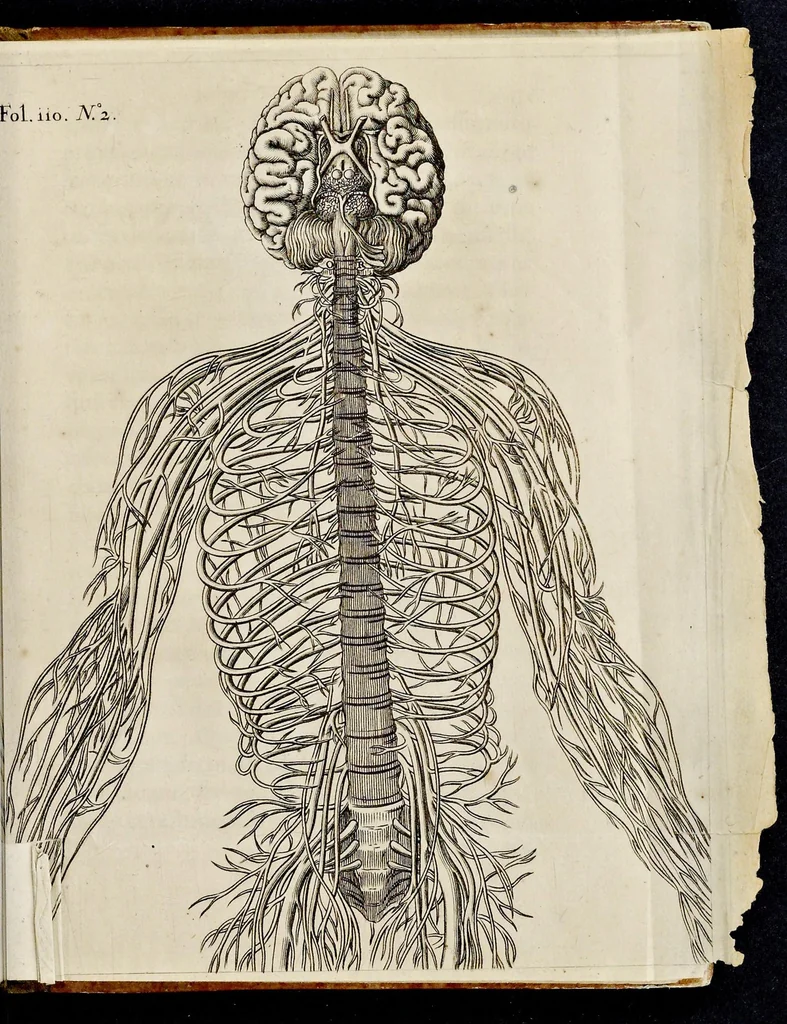 An illustration from De homine, 1662, leaf 154