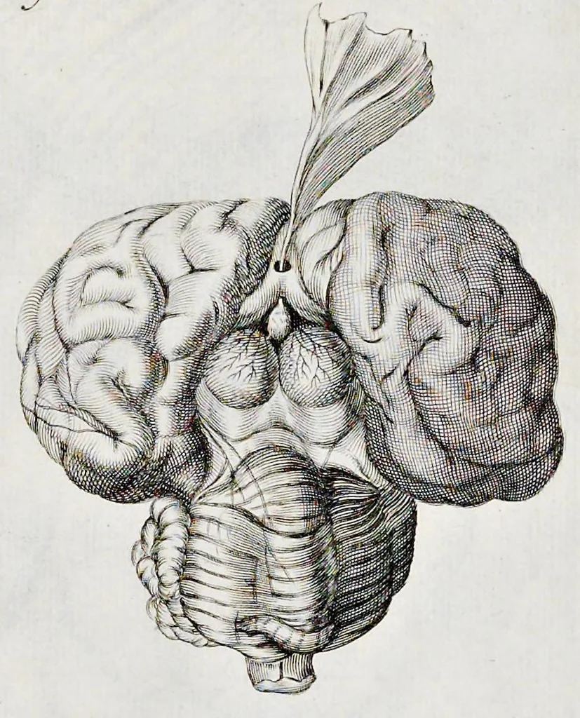 An illustration from De homine, 1662, leaf 168