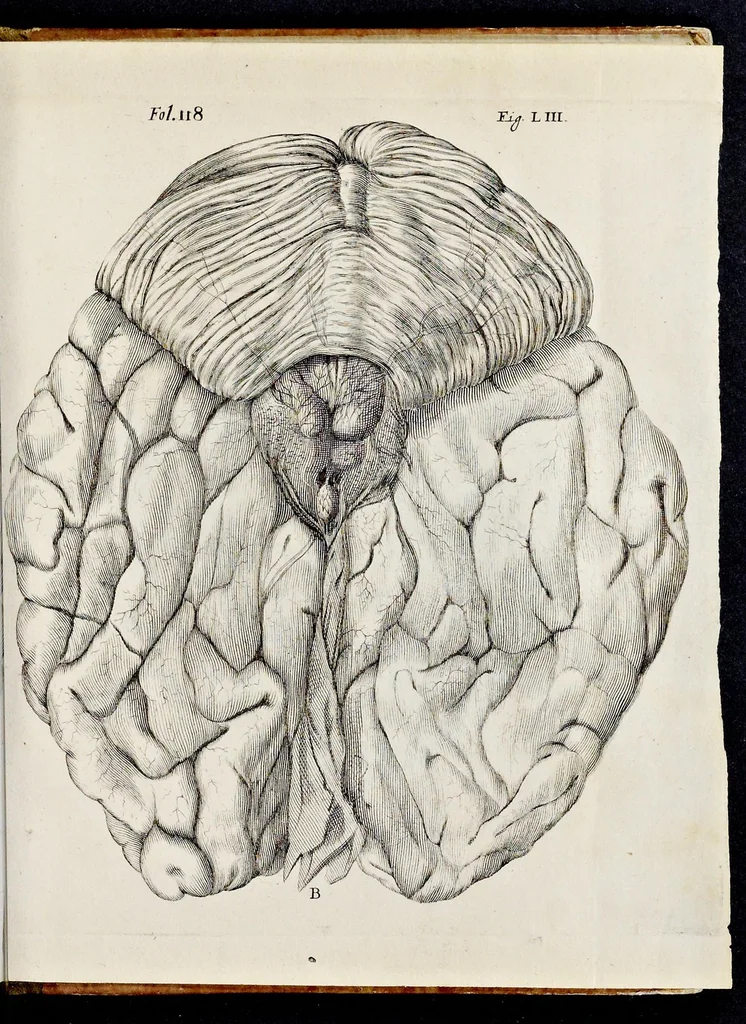An illustration from De homine, 1662, leaf 170