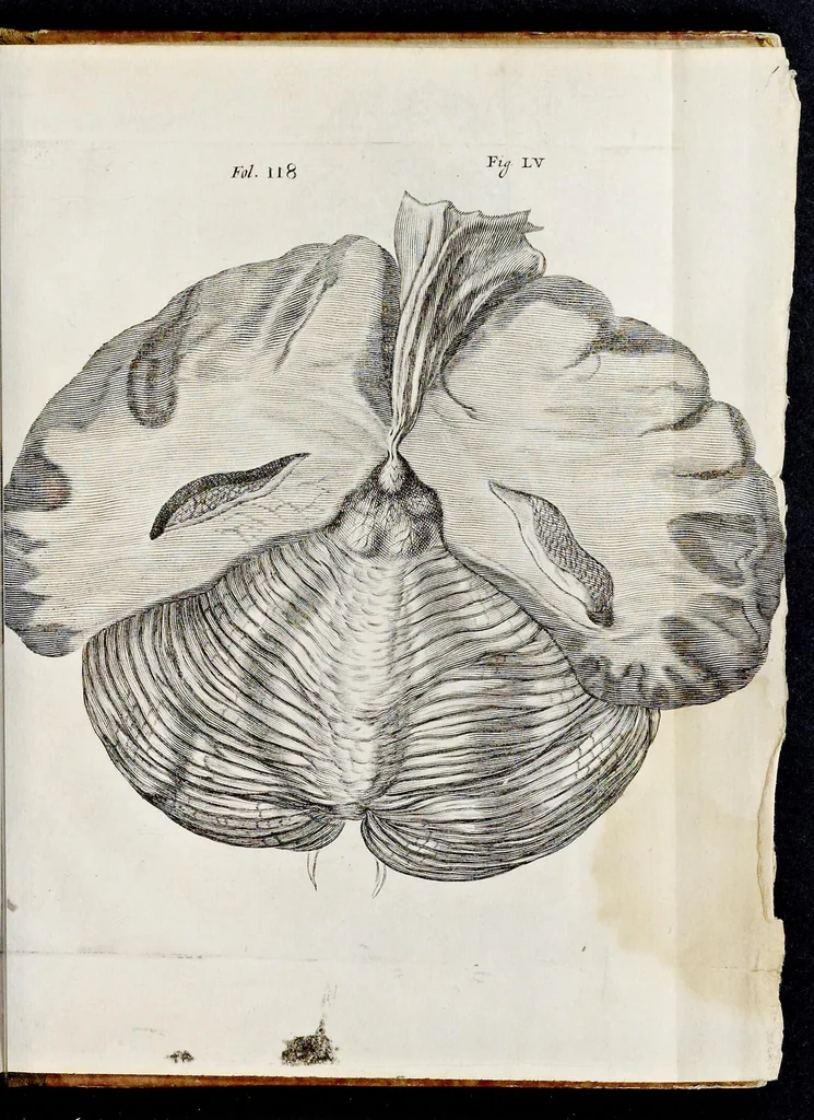 An illustration from De homine, 1662, leaf 174