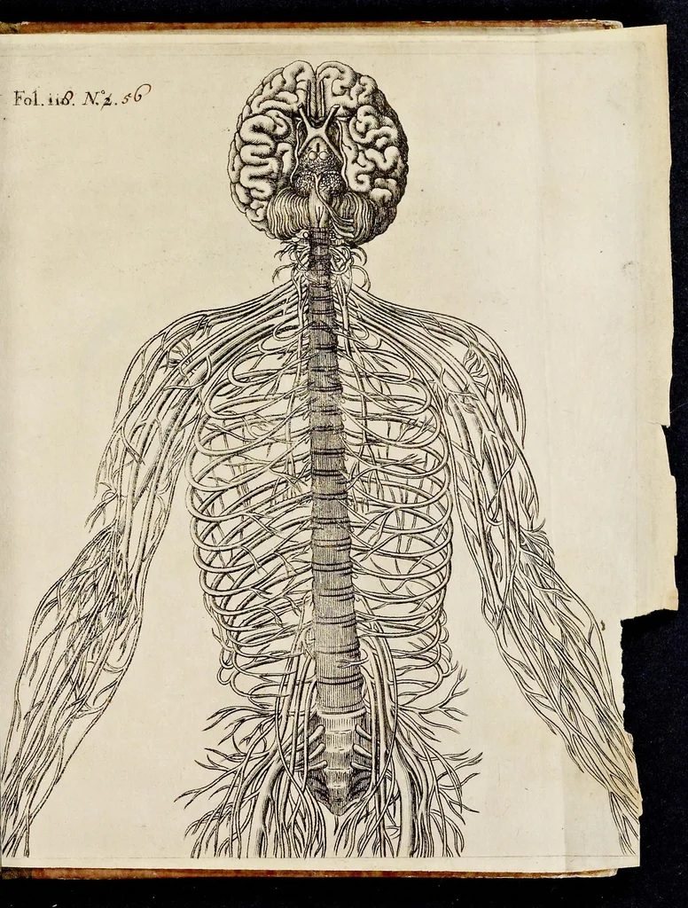 An illustration from De homine, 1662, leaf 176