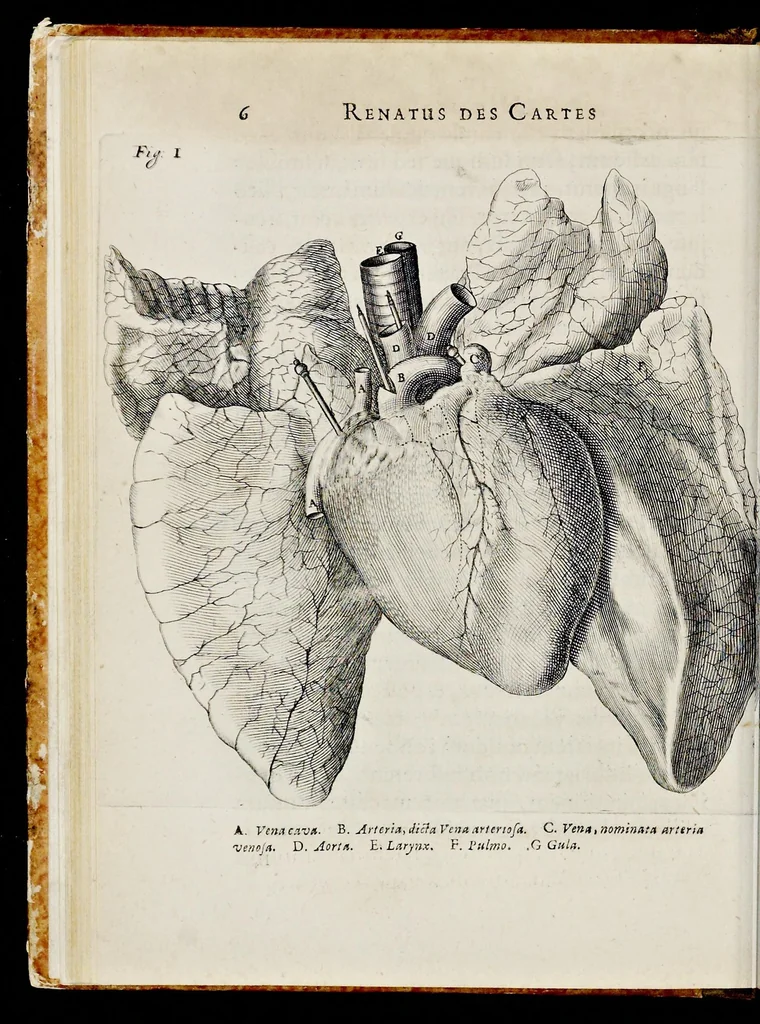 An illustration from De homine, 1662, leaf 45