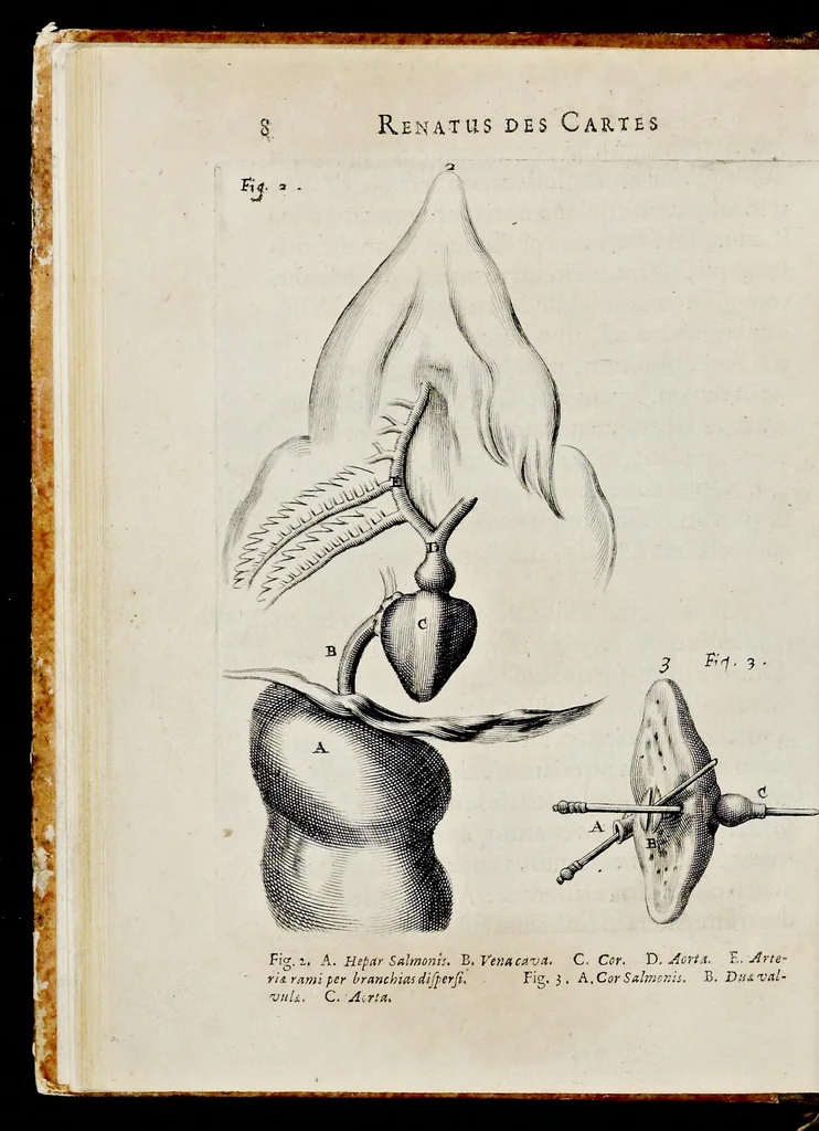 An illustration from De homine, 1662, leaf 47