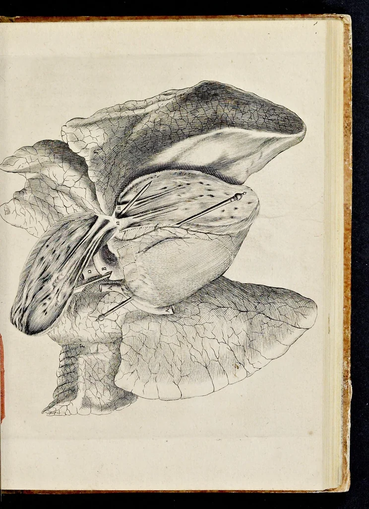 An illustration from De homine, 1662, leaf 48