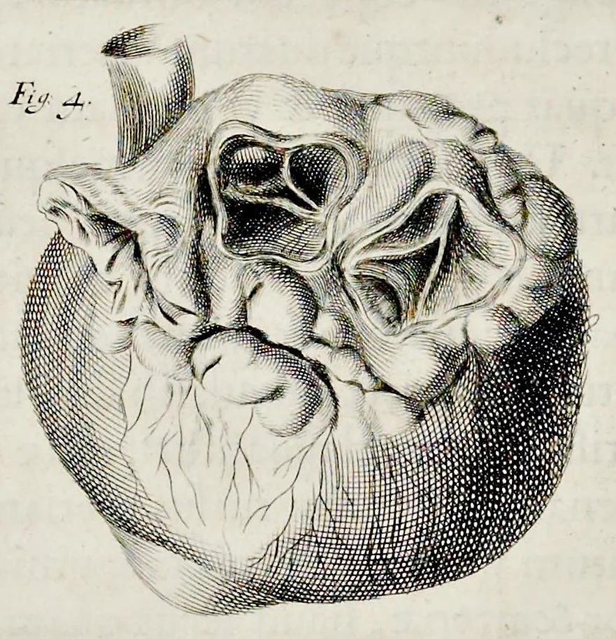 An illustration from De homine, 1662, leaf 51