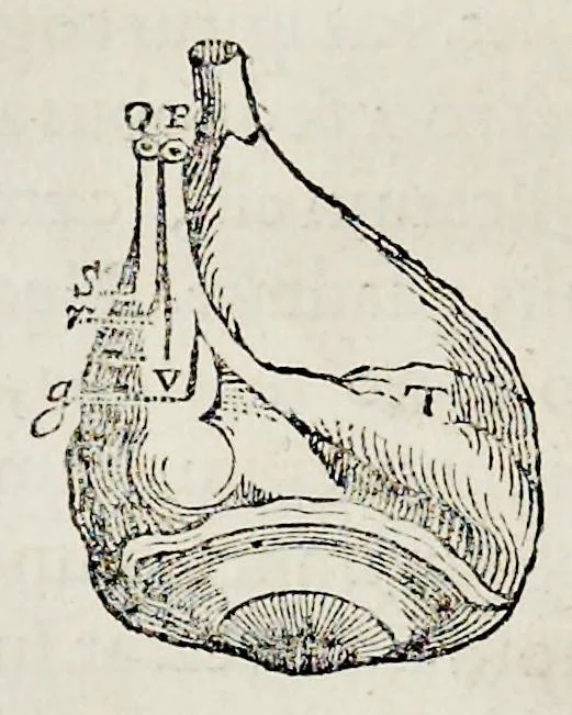 An illustration from De homine, 1662, leaf 67