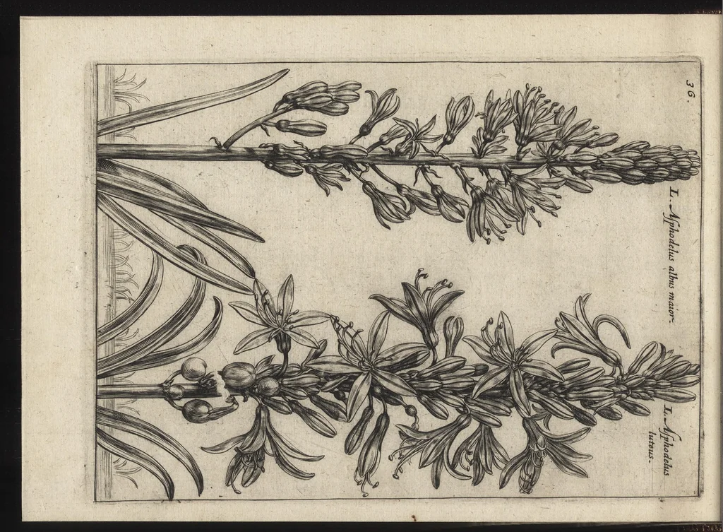 An illustration from Iardin de fleurs : contenant en soy les plus rares et plus excellentes fleurs que pour le present les amateurs dicelles tiennent en grande estime et dignite : divisees selon les quatre saisons de l'an, 1617, leaf 113