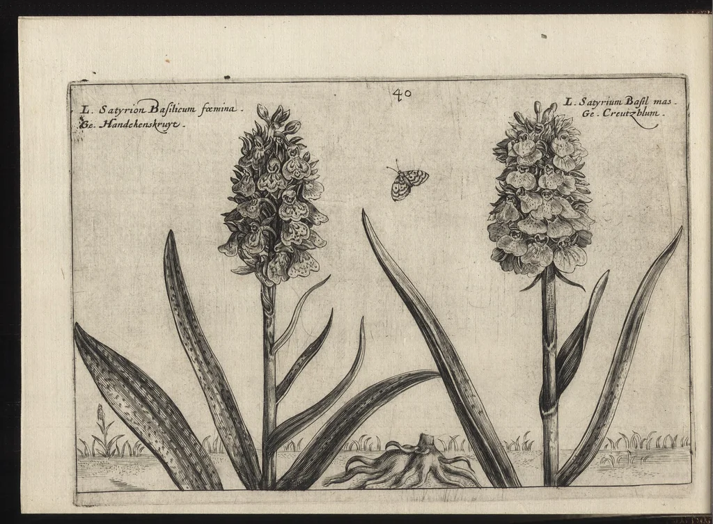 An illustration from Iardin de fleurs : contenant en soy les plus rares et plus excellentes fleurs que pour le present les amateurs dicelles tiennent en grande estime et dignite : divisees selon les quatre saisons de l'an, 1617, leaf 119