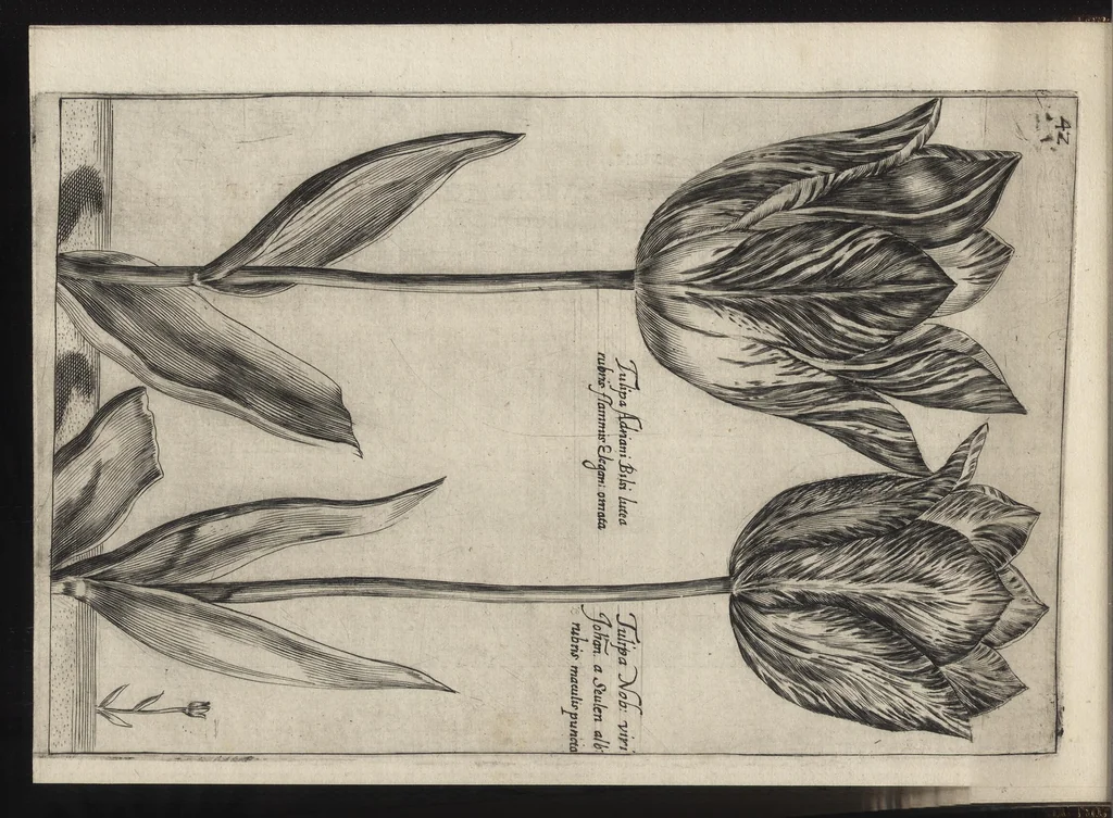 An illustration from Iardin de fleurs : contenant en soy les plus rares et plus excellentes fleurs que pour le present les amateurs dicelles tiennent en grande estime et dignite : divisees selon les quatre saisons de l'an, 1617, leaf 125
