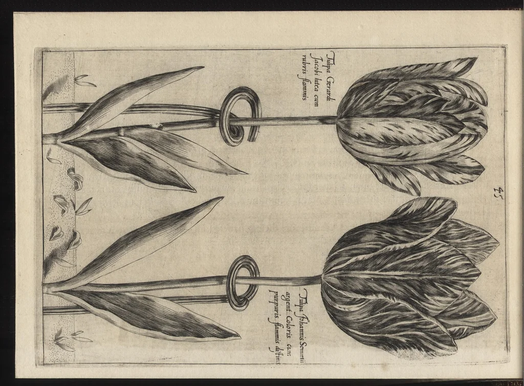An illustration from Iardin de fleurs : contenant en soy les plus rares et plus excellentes fleurs que pour le present les amateurs dicelles tiennent en grande estime et dignite : divisees selon les quatre saisons de l'an, 1617, leaf 131