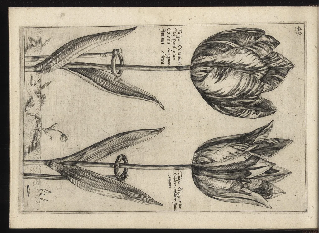 An illustration from Iardin de fleurs : contenant en soy les plus rares et plus excellentes fleurs que pour le present les amateurs dicelles tiennent en grande estime et dignite : divisees selon les quatre saisons de l'an, 1617, leaf 137