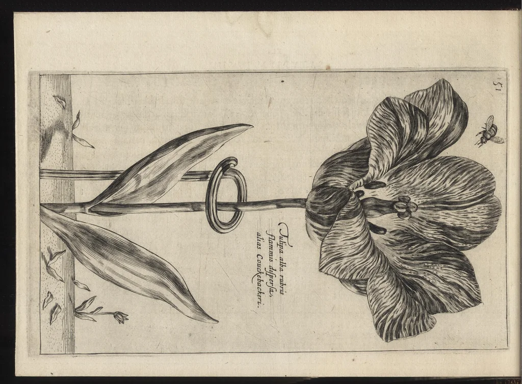 An illustration from Iardin de fleurs : contenant en soy les plus rares et plus excellentes fleurs que pour le present les amateurs dicelles tiennent en grande estime et dignite : divisees selon les quatre saisons de l'an, 1617, leaf 143