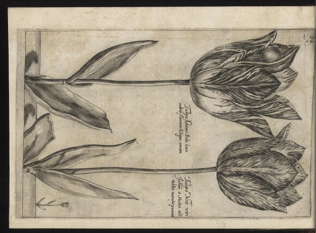 An illustration from Iardin de fleurs : contenant en soy les plus rares et plus excellentes fleurs que pour le present les amateurs dicelles tiennent en grande estime et dignite : divisees selon les quatre saisons de l'an, 1617, leaf 147