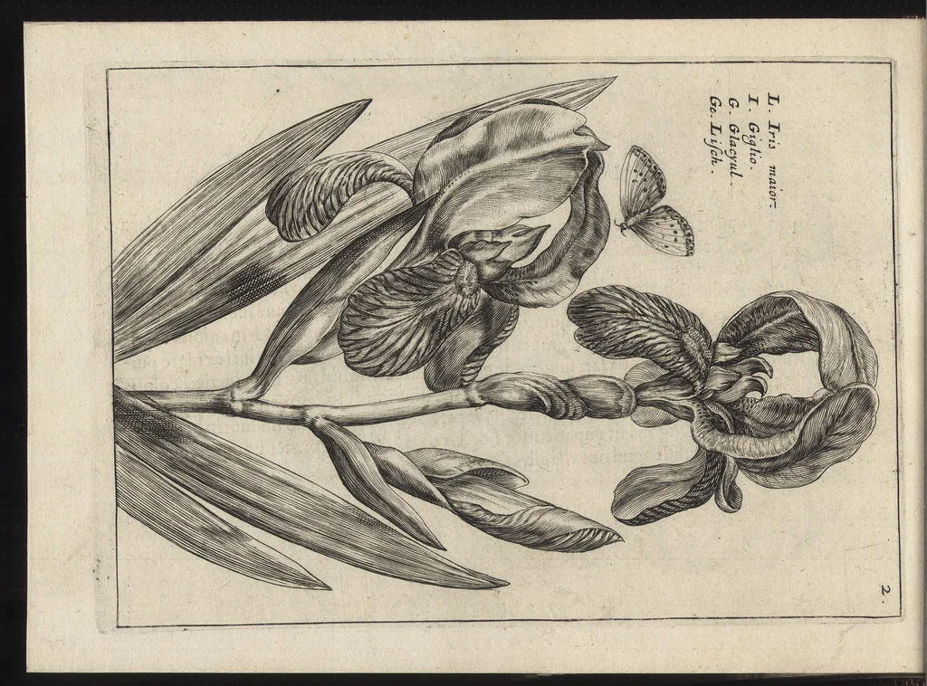 An illustration from Iardin de fleurs : contenant en soy les plus rares et plus excellentes fleurs que pour le present les amateurs dicelles tiennent en grande estime et dignite : divisees selon les quatre saisons de l'an, 1617, leaf 157