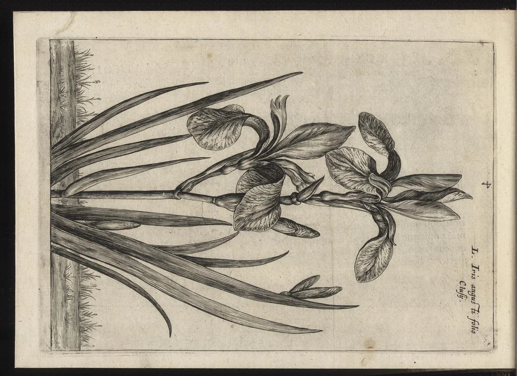 An illustration from Iardin de fleurs : contenant en soy les plus rares et plus excellentes fleurs que pour le present les amateurs dicelles tiennent en grande estime et dignite : divisees selon les quatre saisons de l'an, 1617, leaf 161