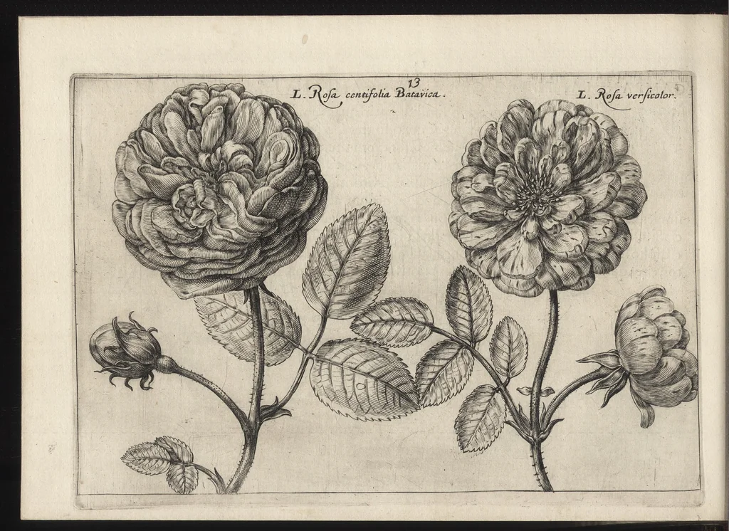 An illustration from Iardin de fleurs : contenant en soy les plus rares et plus excellentes fleurs que pour le present les amateurs dicelles tiennent en grande estime et dignite : divisees selon les quatre saisons de l'an, 1617, leaf 179