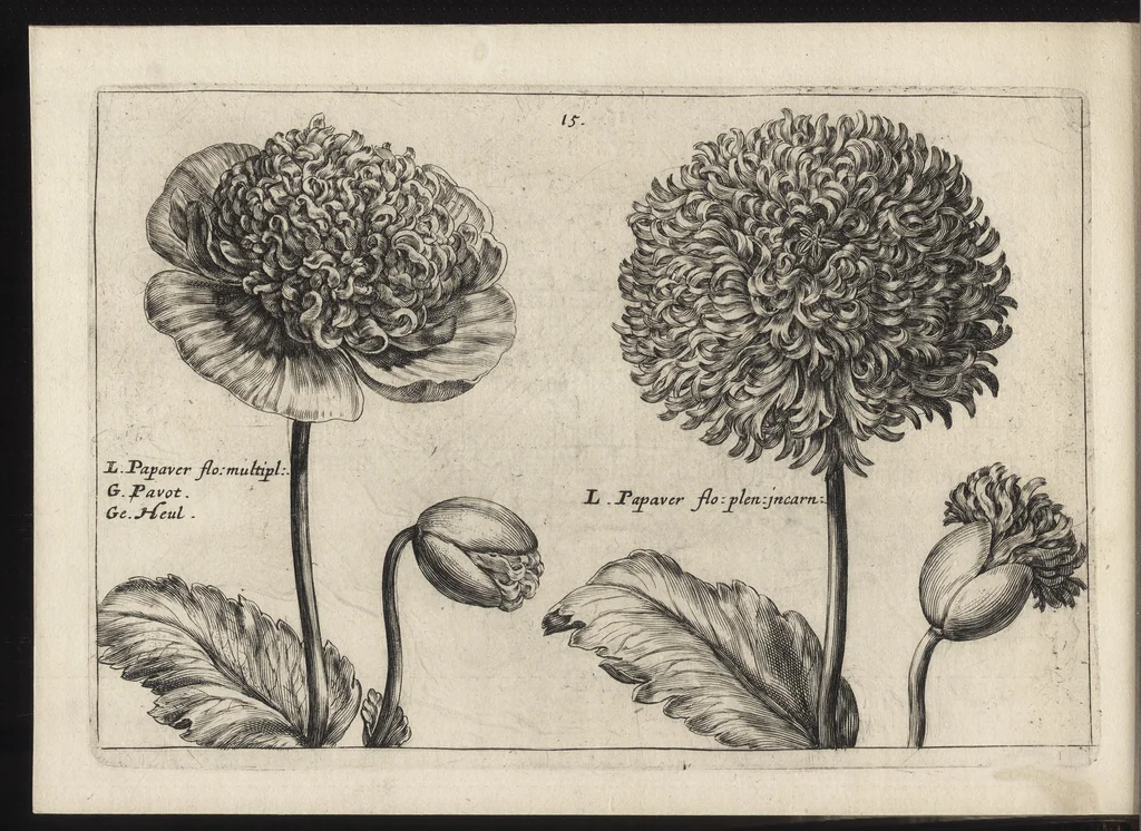 An illustration from Iardin de fleurs : contenant en soy les plus rares et plus excellentes fleurs que pour le present les amateurs dicelles tiennent en grande estime et dignite : divisees selon les quatre saisons de l'an, 1617, leaf 183