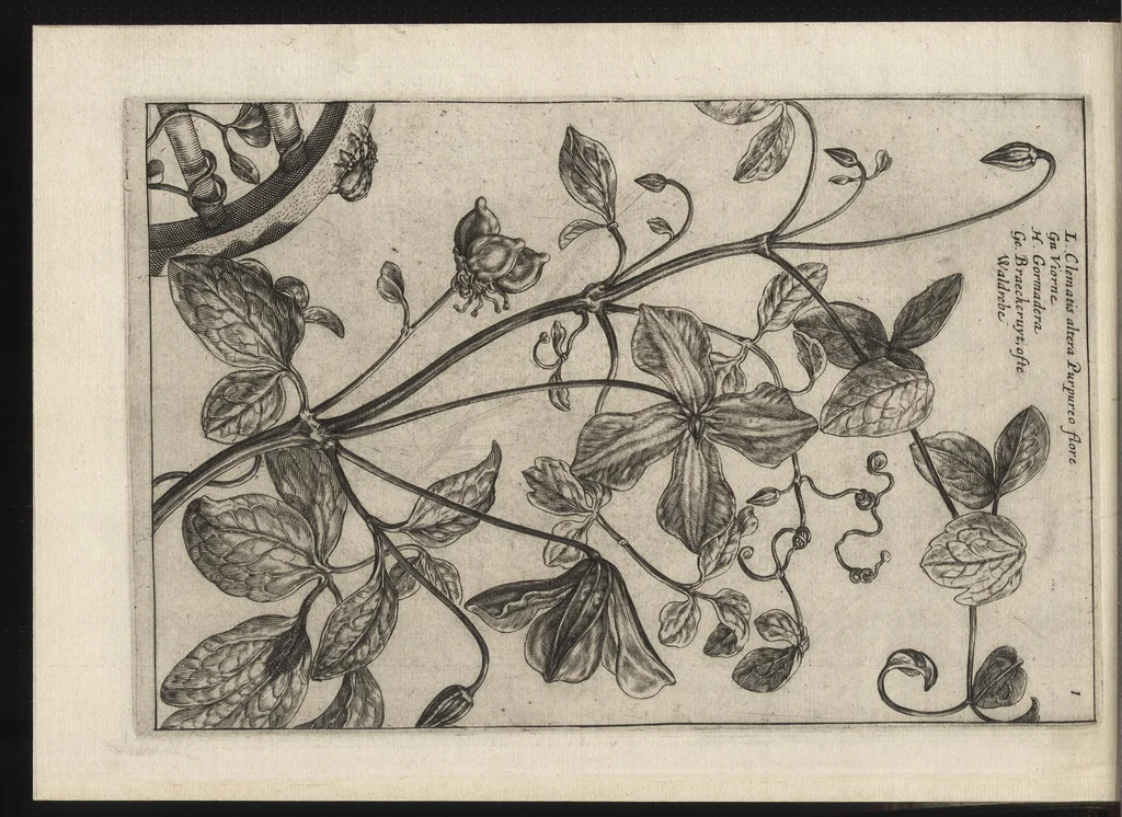 An illustration from Iardin de fleurs : contenant en soy les plus rares et plus excellentes fleurs que pour le present les amateurs dicelles tiennent en grande estime et dignite : divisees selon les quatre saisons de l'an, 1617, leaf 199