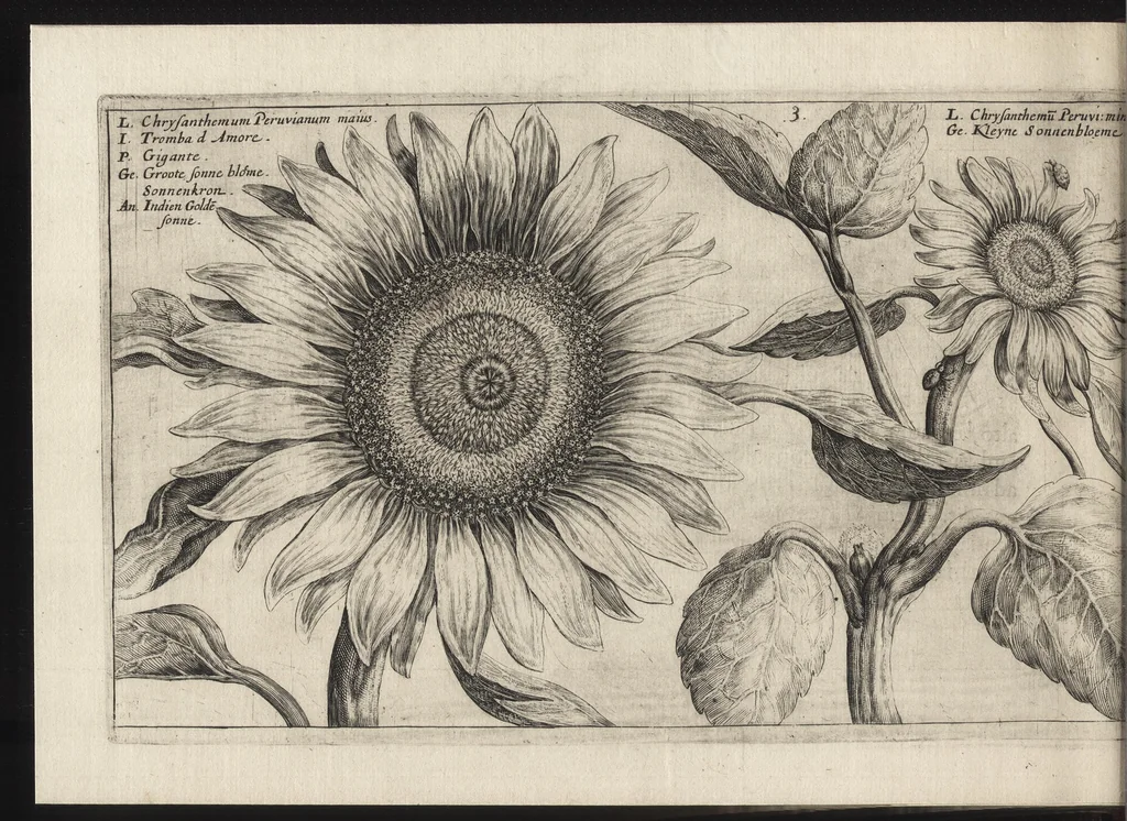 An illustration from Iardin de fleurs : contenant en soy les plus rares et plus excellentes fleurs que pour le present les amateurs dicelles tiennent en grande estime et dignite : divisees selon les quatre saisons de l'an, 1617, leaf 203
